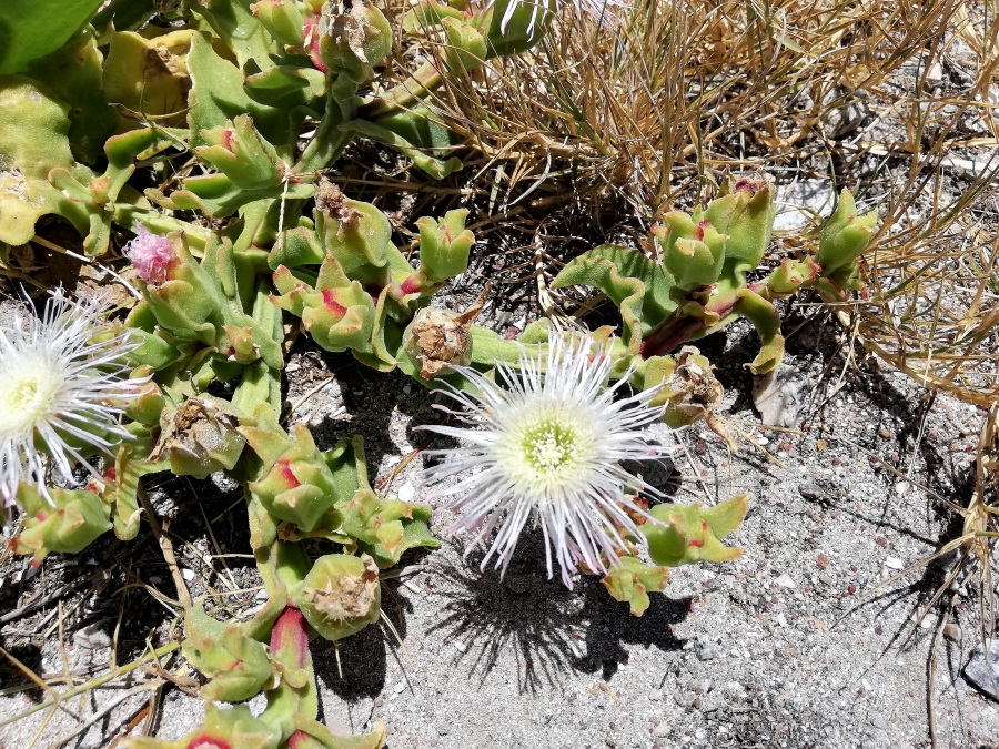 0 Bedroom Property for Sale in Brittania Beach Estate Western Cape